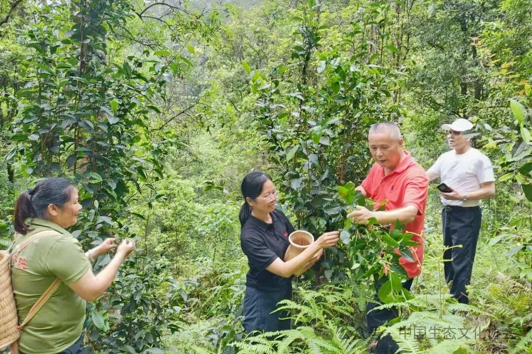 2.调研组考察宁明县板棍乡板遂屯八角林下茶树生长情况。.jpg