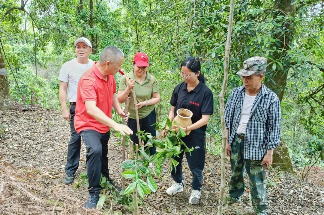 3.调研组指导合作社成员纠正茶树枝条修剪方式。.jpg