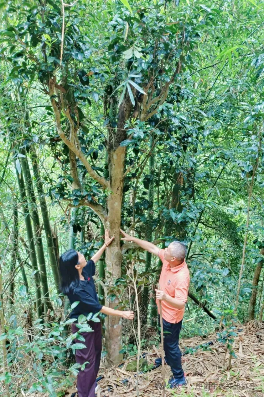 4.宁明县爱店镇琴么屯后山的八角林中沿山沟两侧分布着不少百年以上的古茶树，有的树高超过8米，胸径超过15公分，估计树龄至少200年以上。.jpg