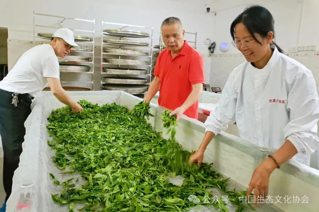 5.陈崇征会长（中）、龙定建副会长（左一）实地调研芭莱茶业的制茶流程。.jpg