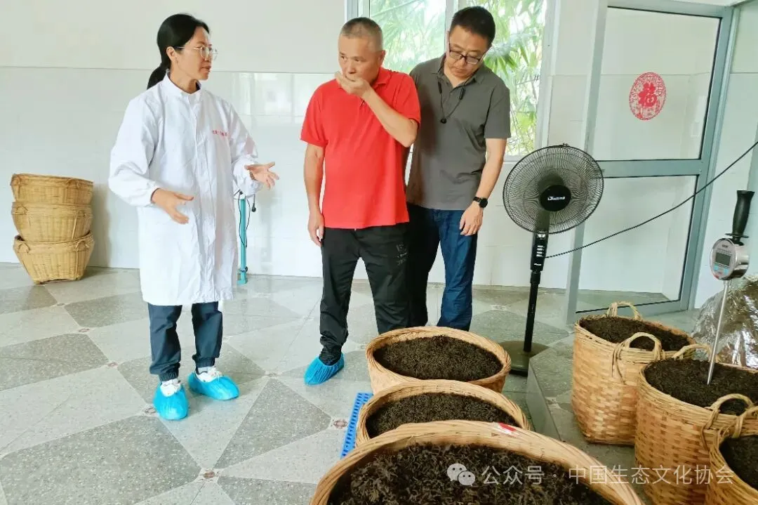 6.岜莱茶业创始人梁永香（左一）向调研组介绍八角林中共生茶树产品。.jpg